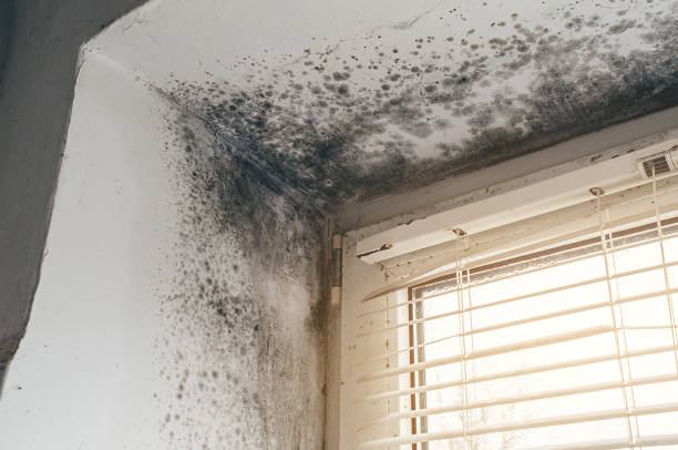 Affordable Mold Cleanup solutions in Glencoe, IL